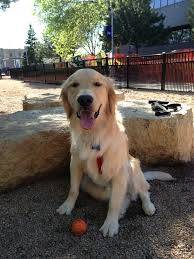 Loring Park Off Leash Recreation Area Recreation Area Dog Friendly Hotels Dog Friends