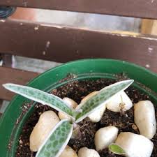 Image result for Ledebouria Unidentified sp. no4.