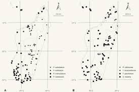 Image result for Panicum subalbidum