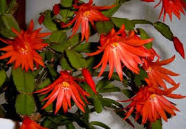 ¿hay que poner el cactus de navidad en. Cactus De Navidad Cactus De Pascua De Resurreccion Rhipsalidopsis Spp Hatiora Spp