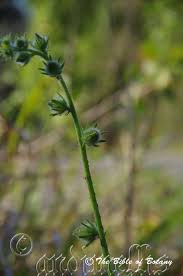 Image result for Hibiscus panduriformis