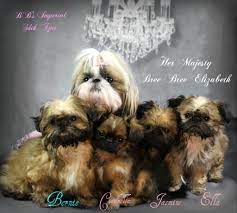 You can also harness the power of google maps to find nearby shih tzu breeders. Bb S Imperial Shih Tzus Home Facebook
