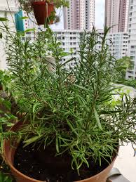 Check spelling or type a new query. Rooting Rosemary To Propagate Rosemary Is A Great Herb With A Lot Of By Robin Low Medium