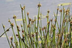 Image result for Schoenoplectiella senegalensis