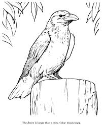 Raven Drawing And Coloring Page Pencil Drawings Of Animals Easy Animal Drawings Animals Drawing Images
