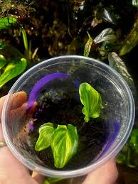 Image result for Brownleea maculata