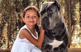 The original cane corso was bigger in size than the sleek, elegant, graceful dogs of the present times. Cane Corso Dog Breed Characteristics Mixes Pictures