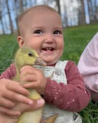 We love our baby Pilgrim geese! 🥰