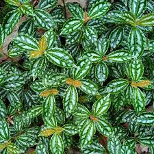 Image result for Pilea angolensis