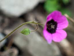 Image result for Geranium ocellatum