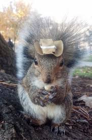 Squirrel Wearing A Cowboy Hat Squirrel Cute Squirrel Animals Beautiful
