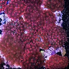 Care of anemones is easy as they simply require medium to strong light and typically prefer stronger flow. Ultra Rose Bubble Anemones On Sale New Frag Pack Colonies And More Reef2reef Saltwater And Reef Aquarium Forum