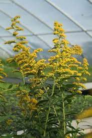 Wrinkle Leaf Goldenrod Native To Pa Goldenrod Plants Landscape Design