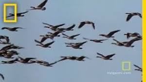 Interesting fact is that the canadian goose has the ability to fly at the speed of 70 mph. Geese Fly Together National Geographic Youtube