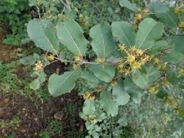 Image result for Anogeissus