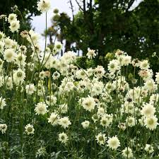 Image result for Cephalaria