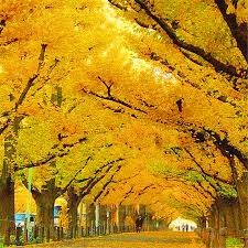 Check spelling or type a new query. Egrow 20pcs Pack Golden Mimosa Seeds Garden Plants Acacia Baileyana Yellow Wattle Tree Flower Seeds