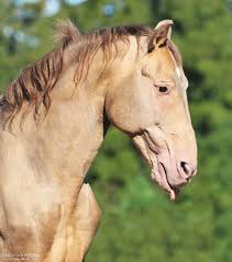 Caramel Andalusian 3 By Vikarus On Deviantart Andalusian Horse Horses Andalusian