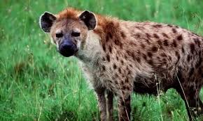 The Hyena Is My Favourite My Totem Animal Animal Totems Hyena Animal Books