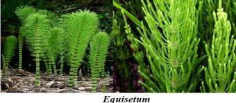 Image result for Cyclosorus striatus