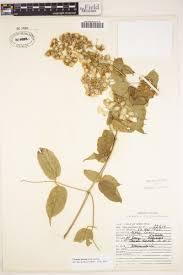 Image result for Clematis hirsuta