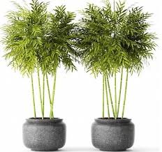 3d Bamboo And Equisetum Collection Model 375 Free Download Free Plants Free Download Bamboo