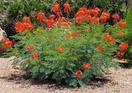 Red Bird Of Paradise Arizona Red Bird Of Paradise Seeds Buy 1 Get 2 More For Free Free Etsy In 2020 Birds Of Paradise Plant Paradise Plant Flowering Bushes