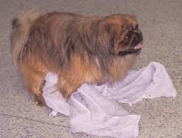 Justanswer.com has been visited by 100k+ users in the past month Male Canine Sexual Behavior Veterian Key