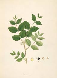 Image result for Loganiaceae