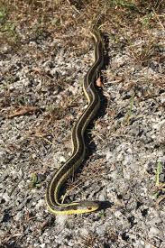 The largest number of babies born at one time is 98! Garter Snakes In Your Garden The Charlotte News