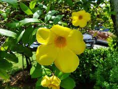 We did not find results for: 110 List Of Flower Names Ideas Flower Names Planting Flowers Flowers Name List