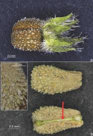 Image result for Richardia brasiliensis