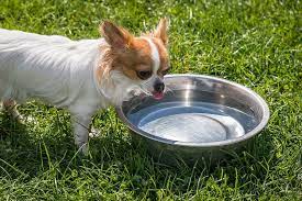 How Long Can A Dog Go Without Water Camp Canine