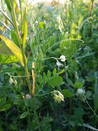 Image result for Lens culinaris