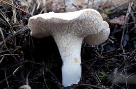 Image result for Hylodesmum repandum