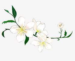 Flowers Real Flower White Flowers Petal Yellow Flower Flower Core Green Foliage Png Transparent Clipart Image And Psd File For Free Download Watercolor Flower Background Yellow Flowers Flowers Petals