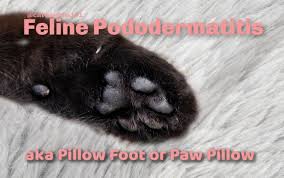The harm caused and the effects that result depend on which tissue is targeted. Paws Adorable Adoptable Treasure Has Pillow Foot Cat Wisdom 101 Everything Feline Since 2011