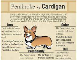 Cardigans