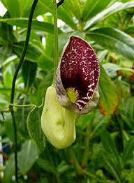 Image result for Aristolochia littoralis
