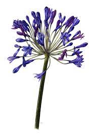 Ergasthrio Dhmioyrgikhs Epixeirhm Thtas Botanical Artwork Botanical Illustration Botanical Drawings