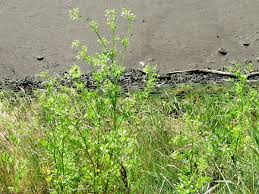 Image result for Apium leptophyllum