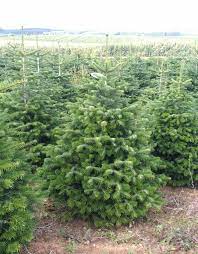 Ce produit n'est pas vendu en ligne actuellement. Sapin Nordmann En Pot Www Degandjardinsservices Be