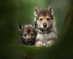 Long live the mighty wolf; Home Tamaskan Dog Register
