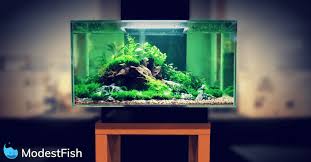 Some fish won't have enough room to swim in a nano tank, while others are only happy when kept in large schools. Cool 5 Gallon Fish Tank Ideas
