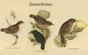 We did not find results for: Adaptive Radiation Abiblick De