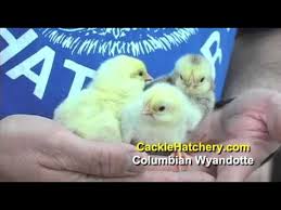 They have the same deep, well rounded bodies and close set comb of all wyandottes, and are of medium size. Columbian Wyandotte Chicken Breed Youtube