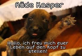 Bitte geben sie ihren namen an. Malinois Welpen Hundin Auf Tiere De
