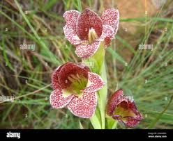 Image result for Gladiolus ecklonii