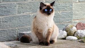 Learn how this siamese cat breed came to be as we dive in deep about their history. How Much Do Siamese Cats Cost Costing To Take Care Of A Siamese