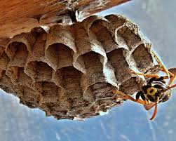 The majority of wasps are solitary insects. Wasp Nest Removal Wallington Sm6 Call Now 020 8166 9746